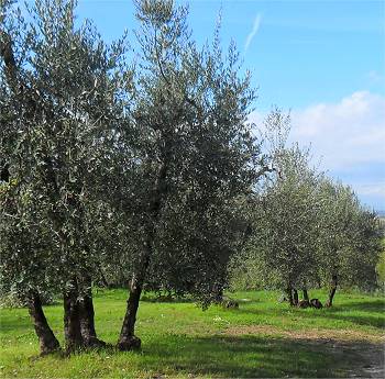 Olivenernte auf Mallorca
