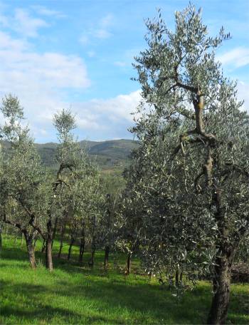 Olivenernte auf Mallorca