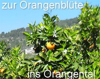 Zur Orangenblüte ins Orangental