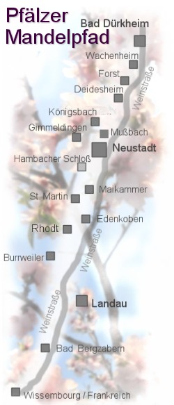 Mandelblüte in der Pfalz